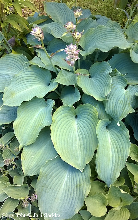 Hosta sieboldiana 'Blue Angel', sinikuunlilja